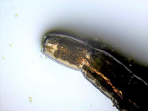 Dasyhelea sp.